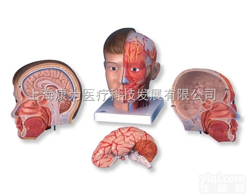 C07  豪华型带颈头模型,4部分|<em>德国3B人体解剖模型</em>