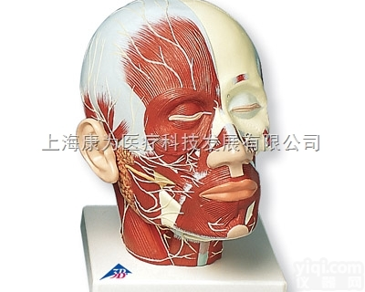 VB129  头部<em>肌肉</em>加<em>神经</em>模型|德国3B人体解剖模型