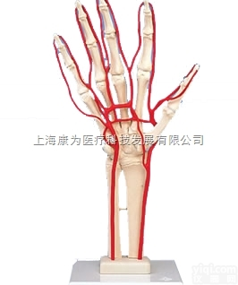 M17  带动脉的手<em>骨骼</em>|德国3B<em>人体</em>解剖<em>模型</em><em>模型</em>