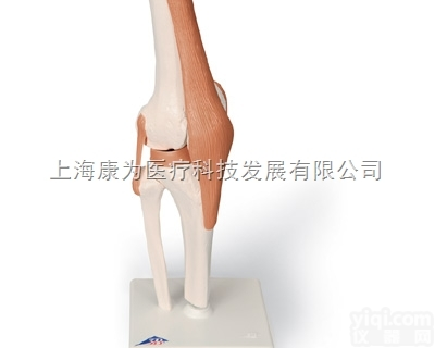 A82  功能型膝关节模型|<em>德国3B人体解剖模型</em>