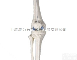 A85  小型膝关节模型|<em>德国3B人体解剖模型</em>