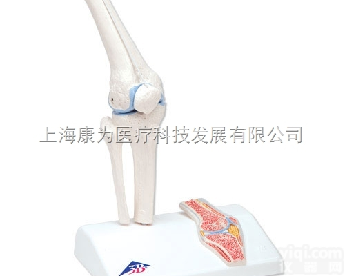 A85/1  小型<em>膝关节</em>带<em>截面</em>部分|德国3B人体解剖模型