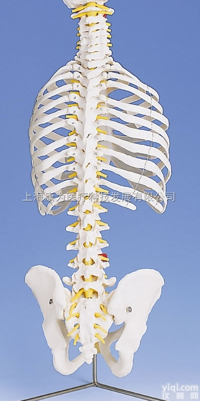 A56  带肋骨<em>经典活动</em><em>脊柱</em><em>模型</em>|德国3B人体解剖<em>模型</em>