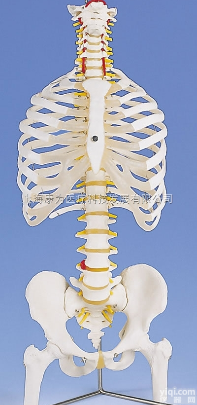 A56/2  带<em>肋骨</em>和股骨头的经典灵活脊柱模型|德国3B人体解剖模型