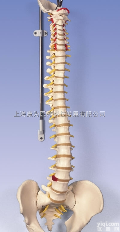 A58/1  <em>经典活动</em><em>脊柱</em><em>模型</em>|德国3B人体解剖<em>模型</em>