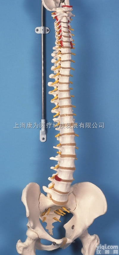 A58/2  带股骨头的经典活动脊柱模型|<em>德国3B人体解剖模型</em>