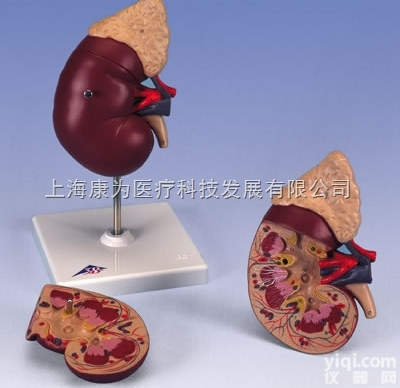 K12  肾脏与<em>肾上腺</em>模型|德国3B人体<em>解剖</em>模型