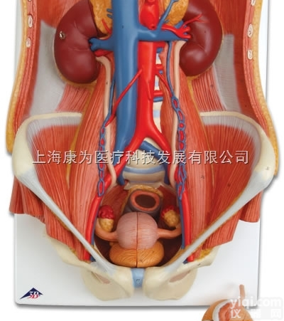 K32  两性<em>泌尿</em>系统<em>模型</em>|德国3B人体解剖<em>模型</em>