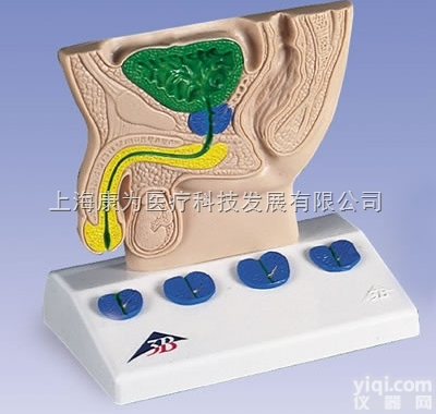 K40  <em>前列腺</em><em>模型</em>（图解式）|德国3B人体解剖<em>模型</em>