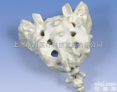 A70/6  <em>骶骨</em>和胸尾骨<em>模型</em>|德国3B人体解剖<em>模型</em>