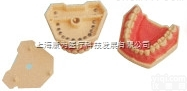 KDF/B10026  <em>仿真</em>标准牙<em>模型</em>|口腔专科医学训练<em>模型</em>