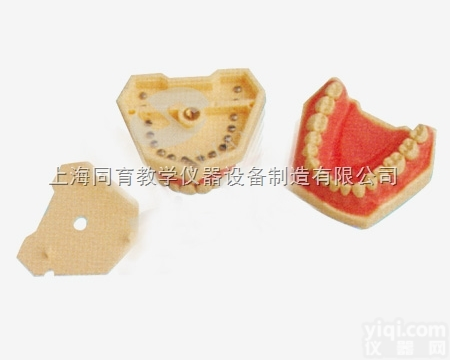 KAT/B10026 <em>仿真</em>标准牙<em>模型</em>|口腔专科医学训练<em>模型</em>
