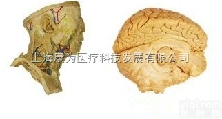 <em>内分泌系统</em>标本|医学人体大体陈列标本