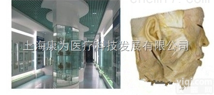 呼吸系统<em>标本</em>|医学人体大体<em>陈列</em><em>标本</em>