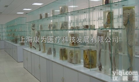 消化系统<em>陈列</em><em>标本</em>|医学人体大体<em>陈列</em><em>标本</em>