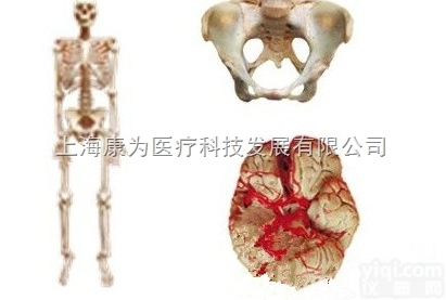 运动系统陈列<em>标本</em>|医学人体<em>大体</em>陈列<em>标本</em>