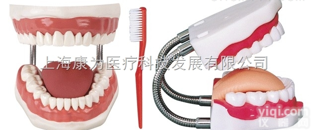 KDF/KQ049  牙<em>护理</em>保健模型|<em>口腔</em>专科医学训练模型