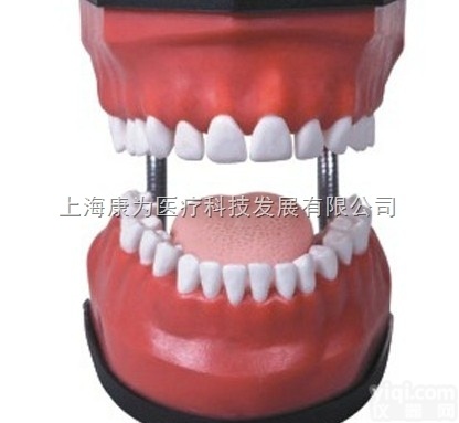 KDF/KQ048  豪华型牙<em>护理</em>保健模型|<em>口腔</em>专科医学训练模型