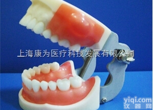 OM3190  医学考试专用脓肿切开和牙体<em>预备</em>模型
