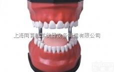 KAT/KQ048 豪华型牙<em>护理</em>保健模型|<em>口腔</em>专科医学训练模型