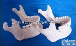 KAT/KQ034 <em>仿真</em>下颌骨<em>模型</em>|口腔专科医学训练<em>模型</em>