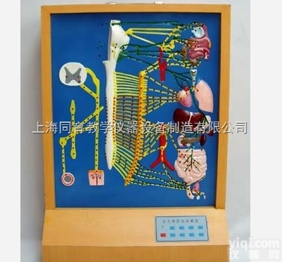 KAT/A19001 自主<em>神经传导电动模型</em>|<em>电动医学教学模型</em>