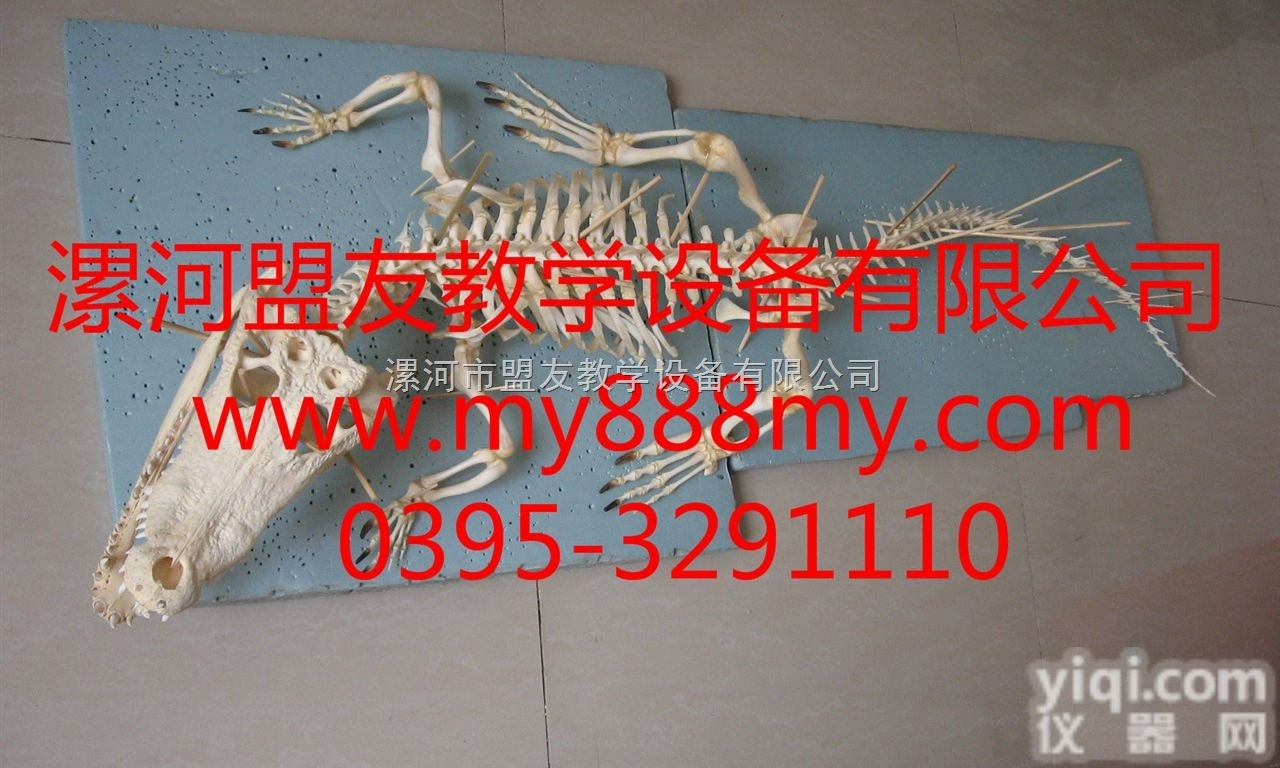 <em>骨骼</em><em>标本</em>  动物<em>骨骼</em><em>标本</em>-图为鳄鱼<em>骨骼</em><em>标本</em>