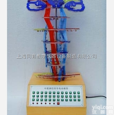 KAT/A19005 <em>神经传导电动模型</em>|<em>电动医学教学模型</em>