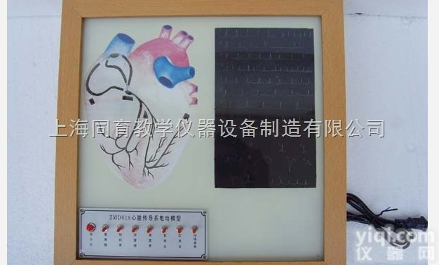 KAT/A19006 心脏传导电动模型|<em>电动医学教学模型</em>
