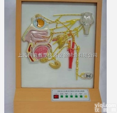 KAT/A19012 头面部自主神经分布电动模型|<em>电动医学教学模型</em>
