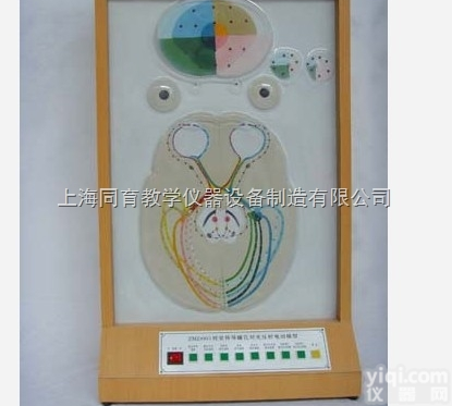 KAT/A19015 视觉传导瞳孔对光反射电动模型|<em>电动医学教学模型</em>