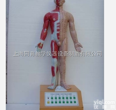 KAT/A19016 十四<em>针灸</em>电动模型|电动医学<em>教学模型</em>