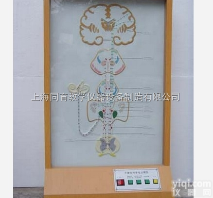 KAT/A19018 平衡觉传导电动模型|<em>电动医学教学模型</em>