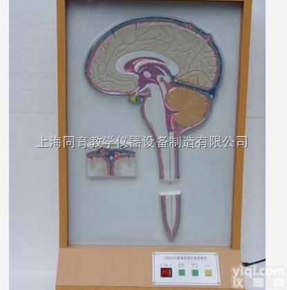 KAT/A19020 <em>脑脊液</em>循环<em>电动</em><em>模型</em>|<em>电动</em>医学教学<em>模型</em>