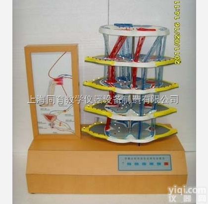 KAT/A19021 <em>脊髓</em>反射和<em>损伤</em>表现电动模型|电动医学教学模型