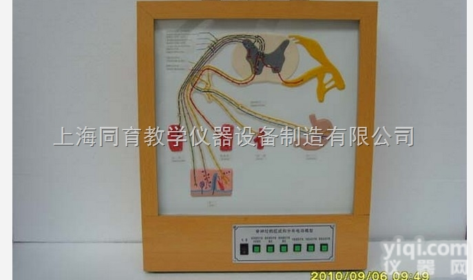 KAT/A19023 浮雕式人体大<em>小循环</em>电动模型|电动医学<em>教学模型</em>