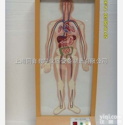 KAT/A19024 浮雕式人体大<em>小循环</em>电动模型|电动医学<em>教学模型</em>