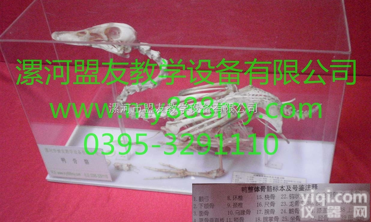 <em>骨骼</em><em>标本</em>  <em>骨骼</em><em>标本</em>-图为鸭<em>骨骼</em><em>标本</em>