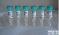 <em>Nucleolin</em>/C23<em>抗体</em>