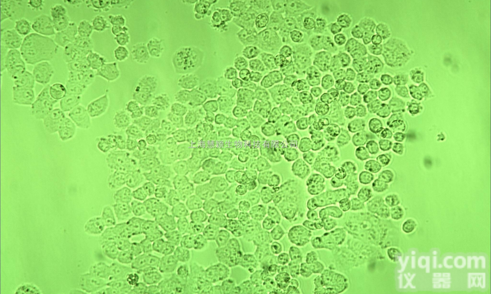 人<em>卵巢癌</em><em>紫杉醇</em>耐药<em>细胞株</em>