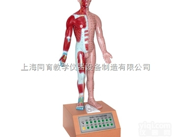 85cm <em>电动</em>语言十四<em>电动</em>针灸<em>模型</em>|<em>中医专科</em>医学训练<em>模型</em>