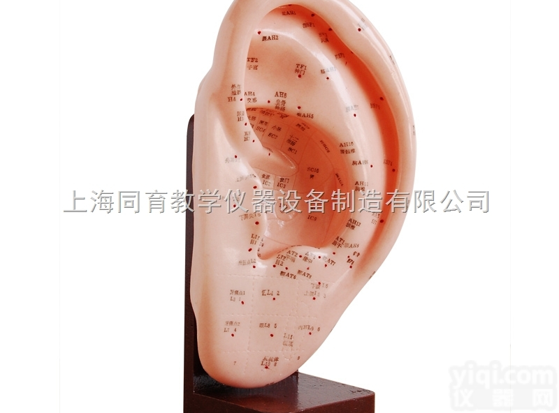 KAT/508A 耳针灸模型 22CM|<em>中医专科医学训练模型</em>