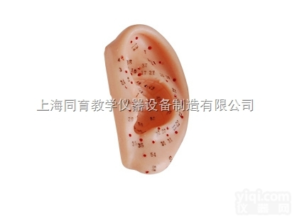 KAT/508B 耳针灸模型 13CM|<em>中医专科医学训练模型</em>