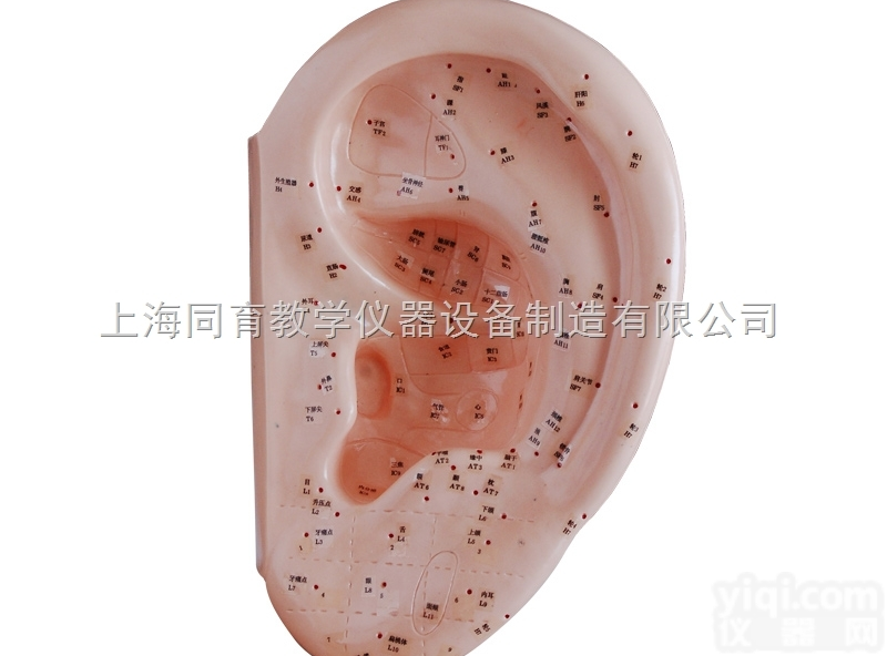 KAT/508D 耳针灸模型 40CM|<em>中医专科医学训练模型</em>