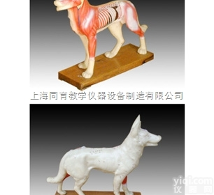KAT/601 狗体针灸模型|<em>中医专科医学训练模型</em>