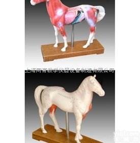 KAT/602 马体针灸模型|<em>中医专科医学训练模型</em>
