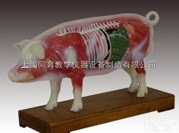 KAT/604 猪体针灸模型|<em>中医专科医学训练模型</em>