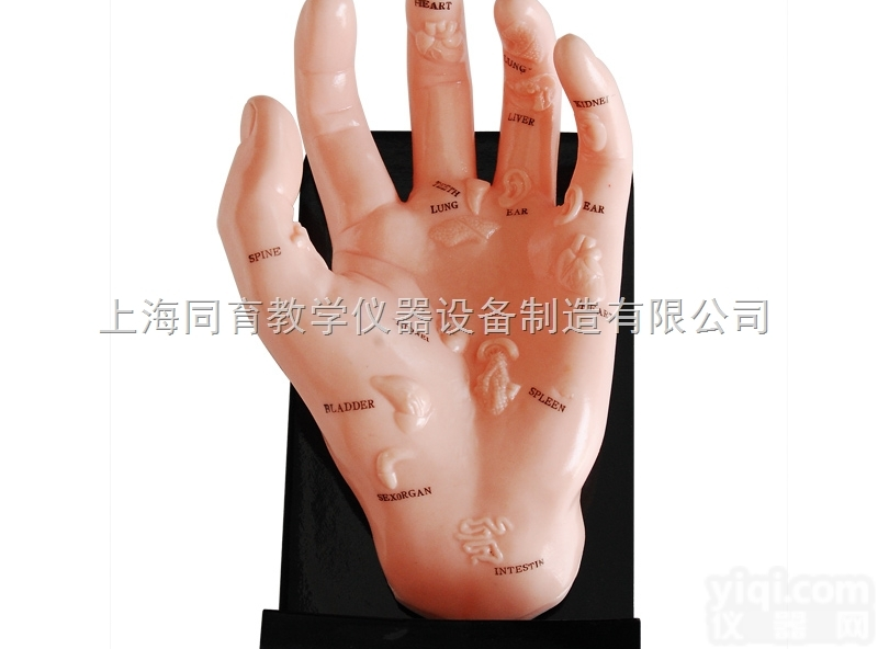 KAT/511 保健手<em>模型</em>|<em>中医专科</em>医学训练<em>模型</em>