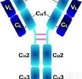 Anti-LYVE-1<em>抗体</em>,淋巴管<em>内皮</em>透明质酸受体<em>抗体</em><em>免疫</em>实验