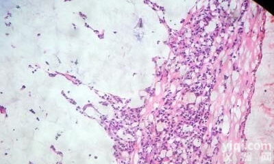 JRD0081  <em>形态学</em><em>冰冻</em>切片服务